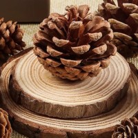京霁松果松塔装饰材料包diy手工摆件幼儿园天然手工环创树枝挂饰挂件